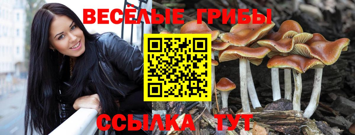Новокубанск  Псилоцибиновые грибы мухоморы  Вход с VPN  Галлюциногенные грибы Psilocybine cubensis 